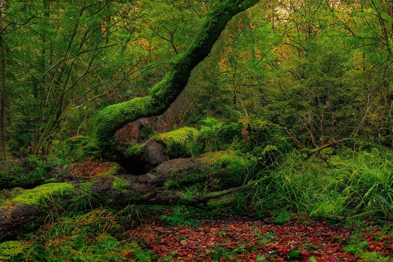 Magical Forests