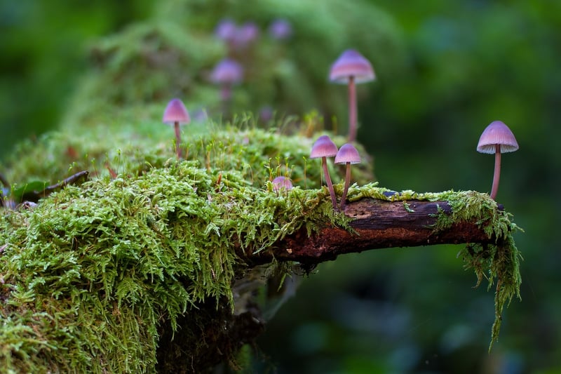 Magical Forest